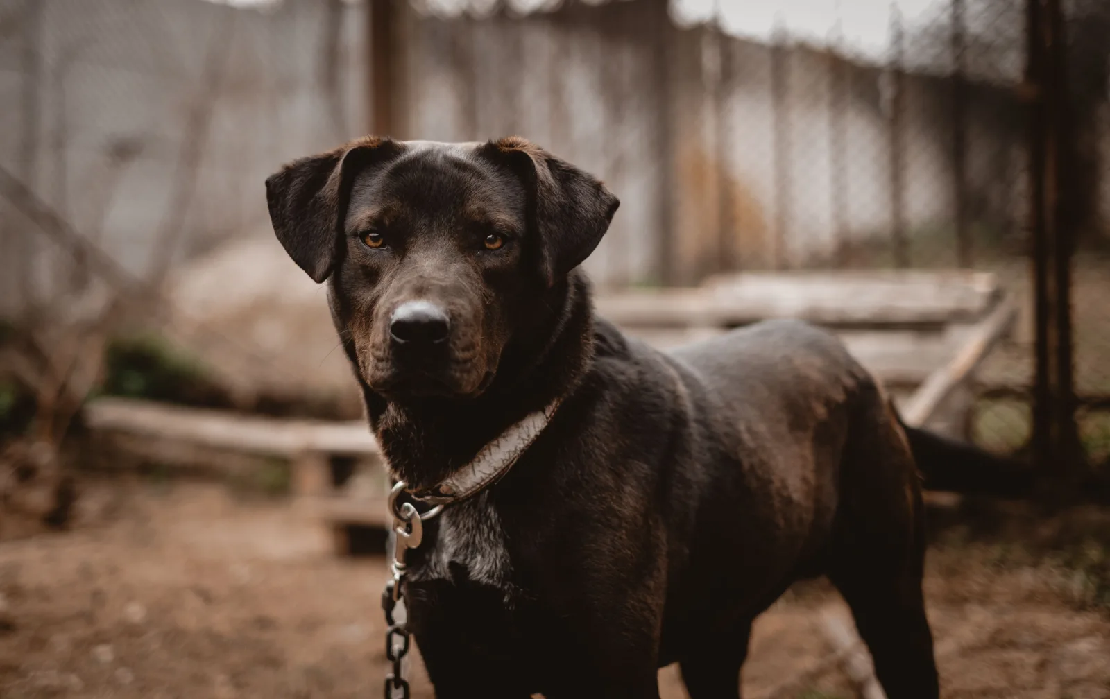 Ein dunkelbrauner Hund steht an einer Kette vor einem Maschendrahtzaun und blickt in die Kamera. Der Hintergrund ist unscharf.